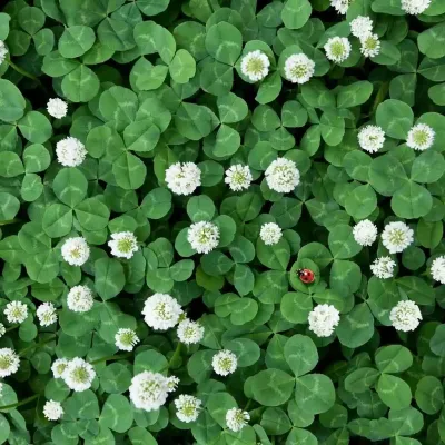 White Clover