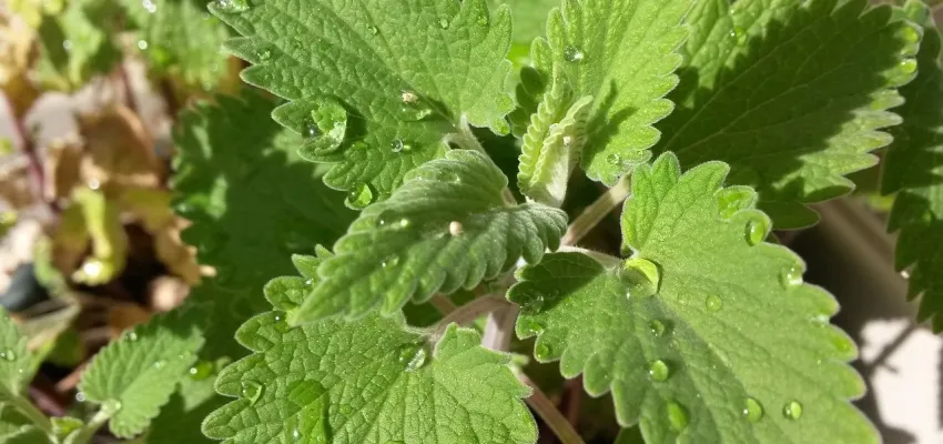 a catnip plant