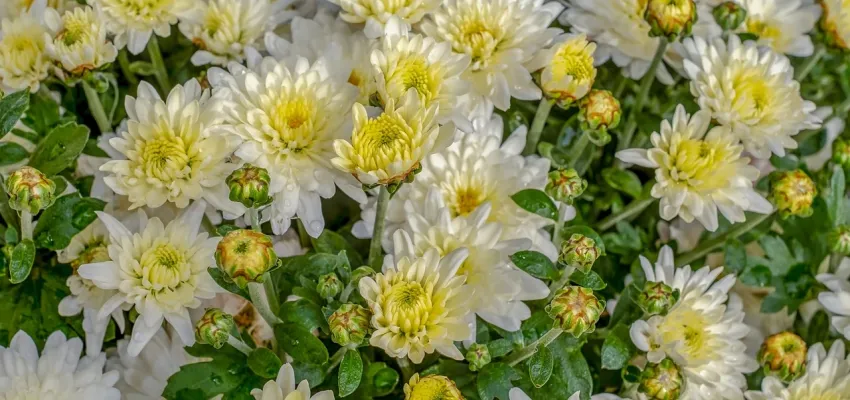 a picture of a chrysanthemum