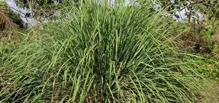 a citronella plant