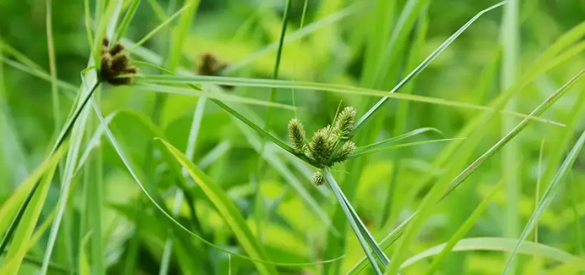 Yellow Nutsedge