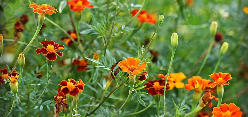 marigolds