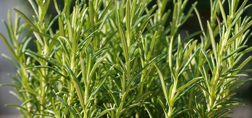 a clump of rosemary