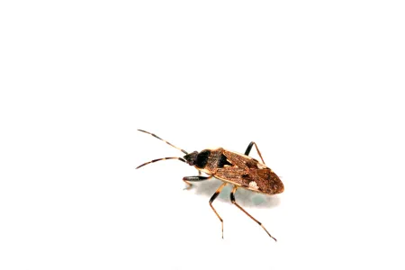 chinch bug
