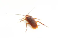 roach