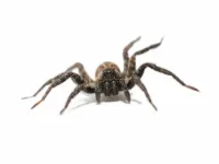 spider