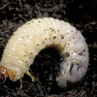 Grub