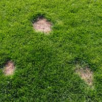 lawn disease (dollar spot)
