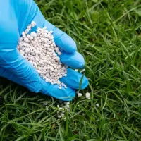 Gloved hand adding fertilizer to green grass