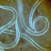 Nematode
