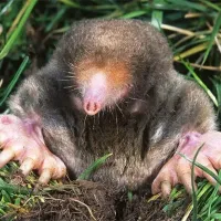 Mole