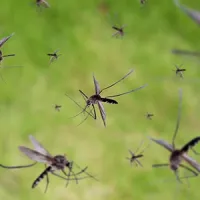 mosquitoes swarming