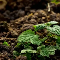 a plant growing in soil