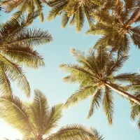 palm trees