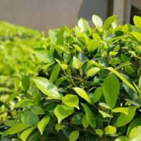 a close up picture of a shrub