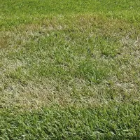 Lawn Fungus
