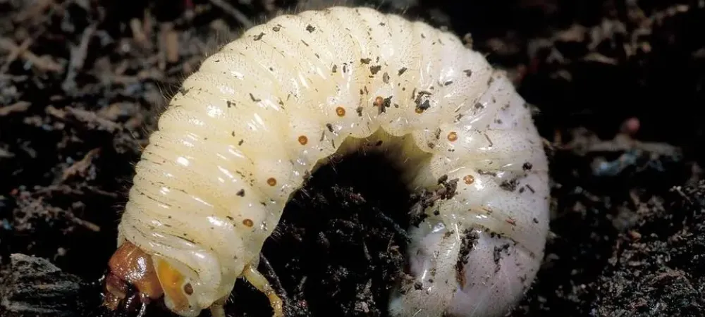 Grub