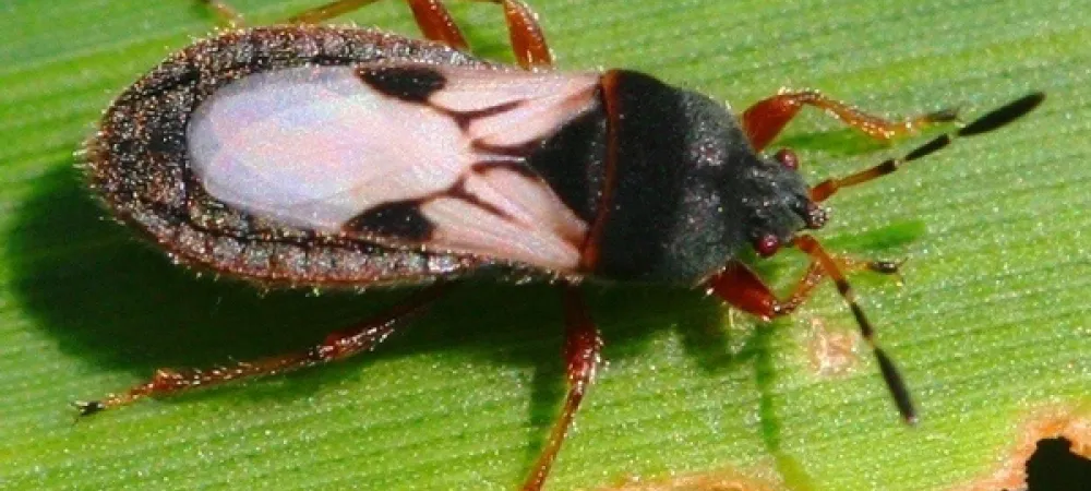 Cinch Bug