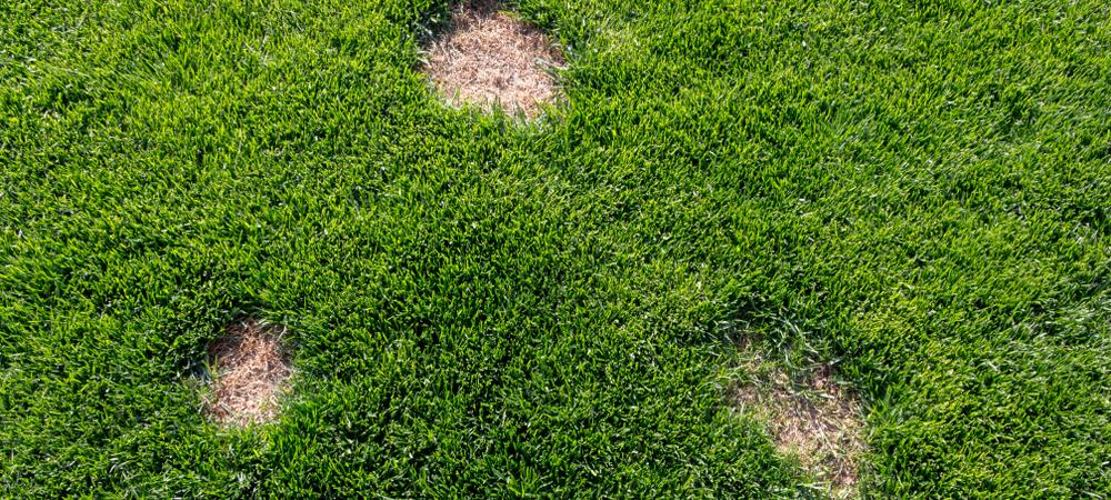 lawn disease (dollar spot)