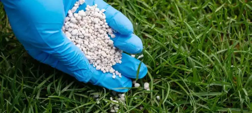 Gloved hand adding fertilizer to green grass
