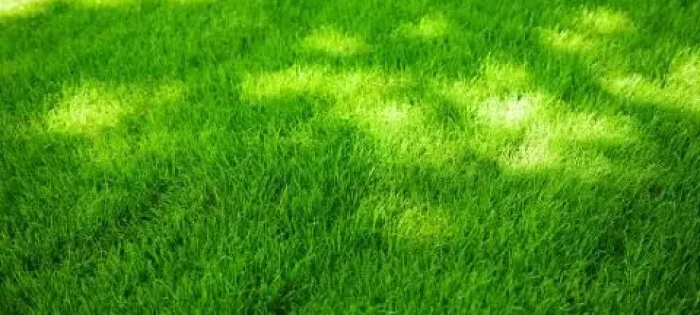 Lawn