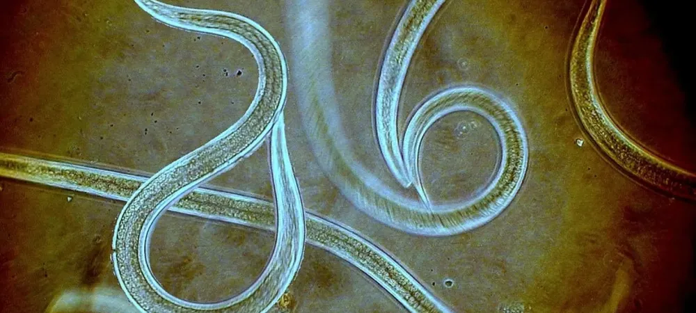 Nematode