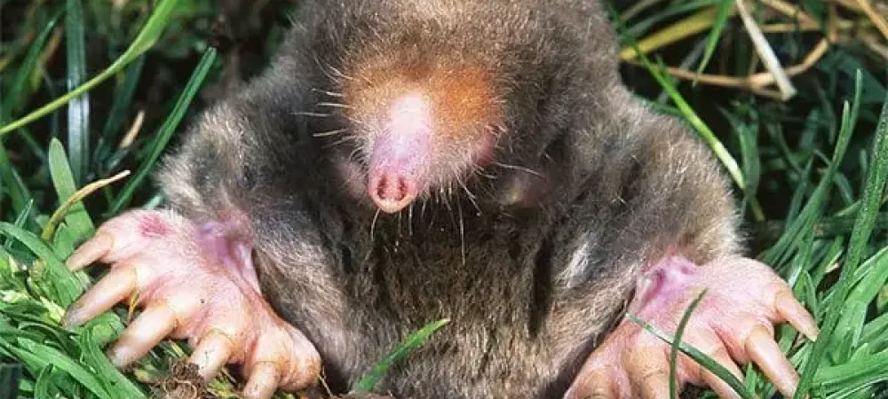 Mole