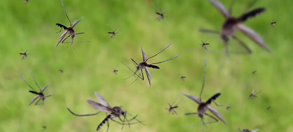 mosquitoes swarming