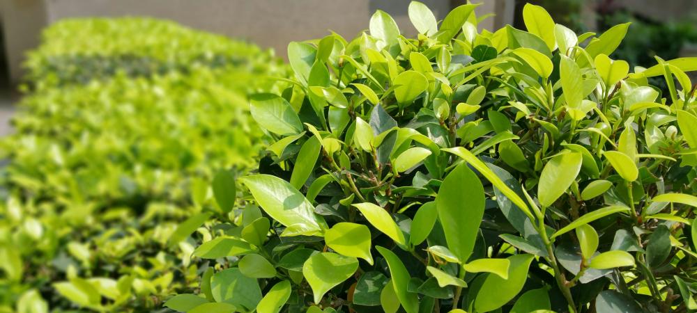 a close up picture of a shrub