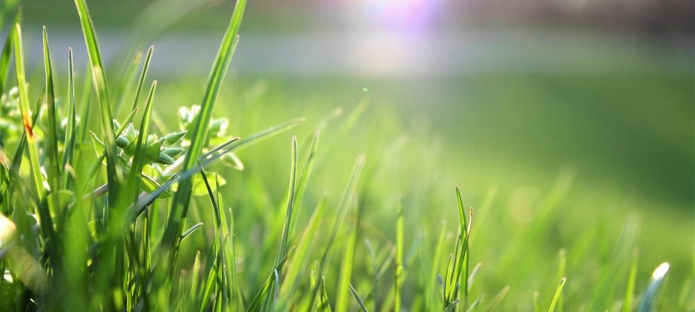a close up picture of grass blades