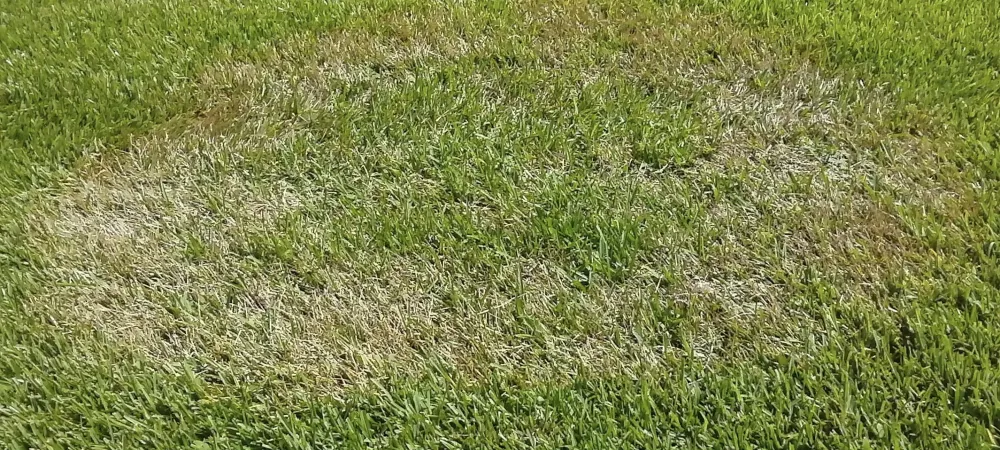 Lawn Fungus