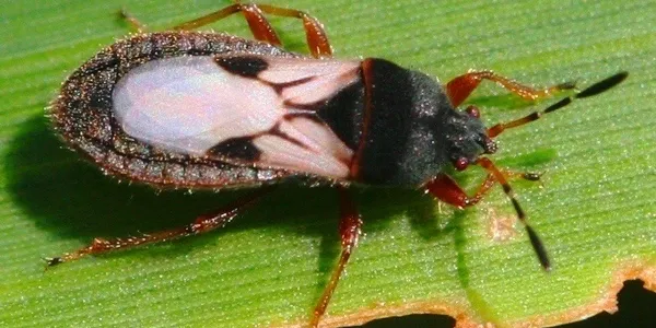 Cinch Bug
