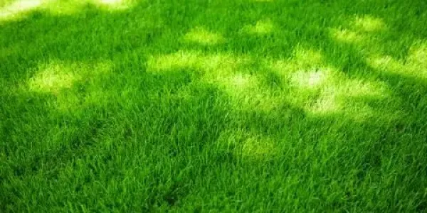 Lawn