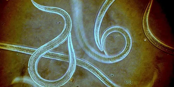 Nematode