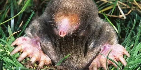 Mole