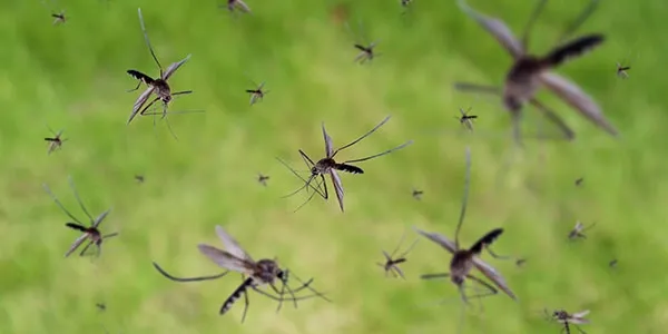 mosquitoes swarming