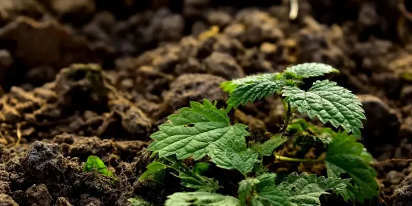 a plant growing in soil