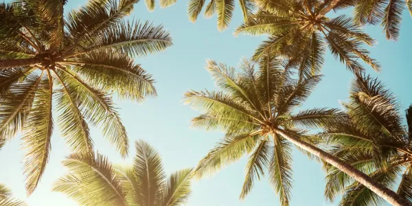 palm trees