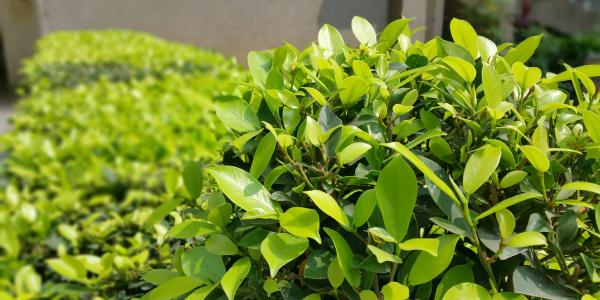 a close up picture of a shrub