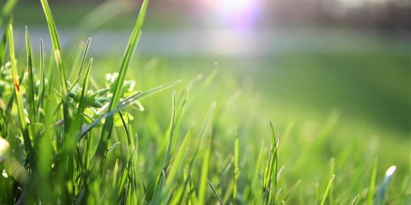 a close up picture of grass blades