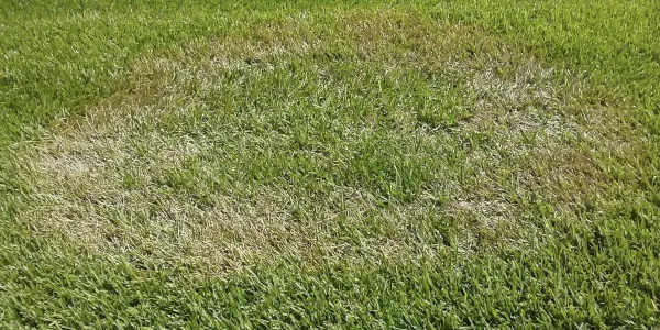 Lawn Fungus