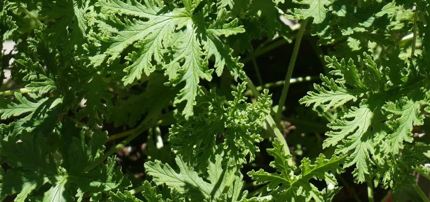 a close up picture of citronella