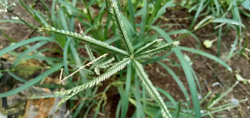 Goosegrass