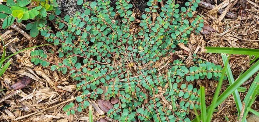 Spurge