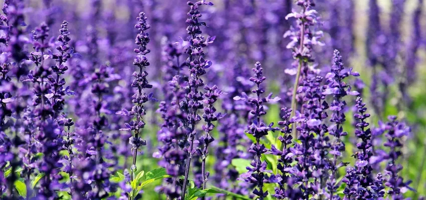 a close up of lavender