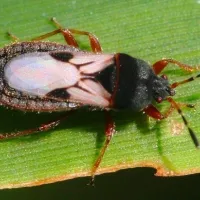 Cinch Bug