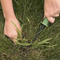 A pair of hands trying to remove crabgrass