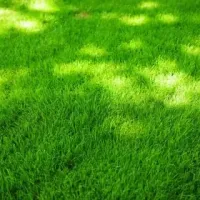 Lawn