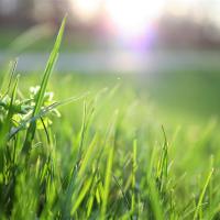 a close up picture of grass blades