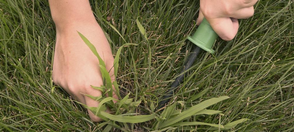 A pair of hands trying to remove crabgrass